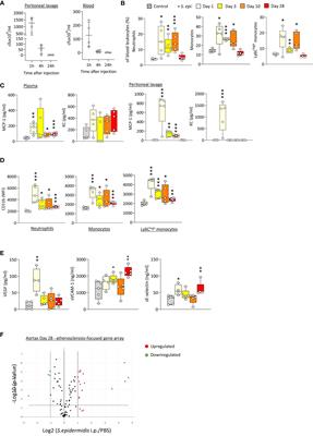 Calprotectin blockade inhibits long-term vascular pathology following peritoneal dialysis-associated bacterial infection